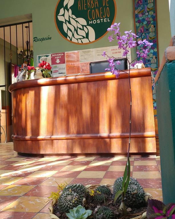 Hierba De Conejo Hostel 오아하카주 외부 사진