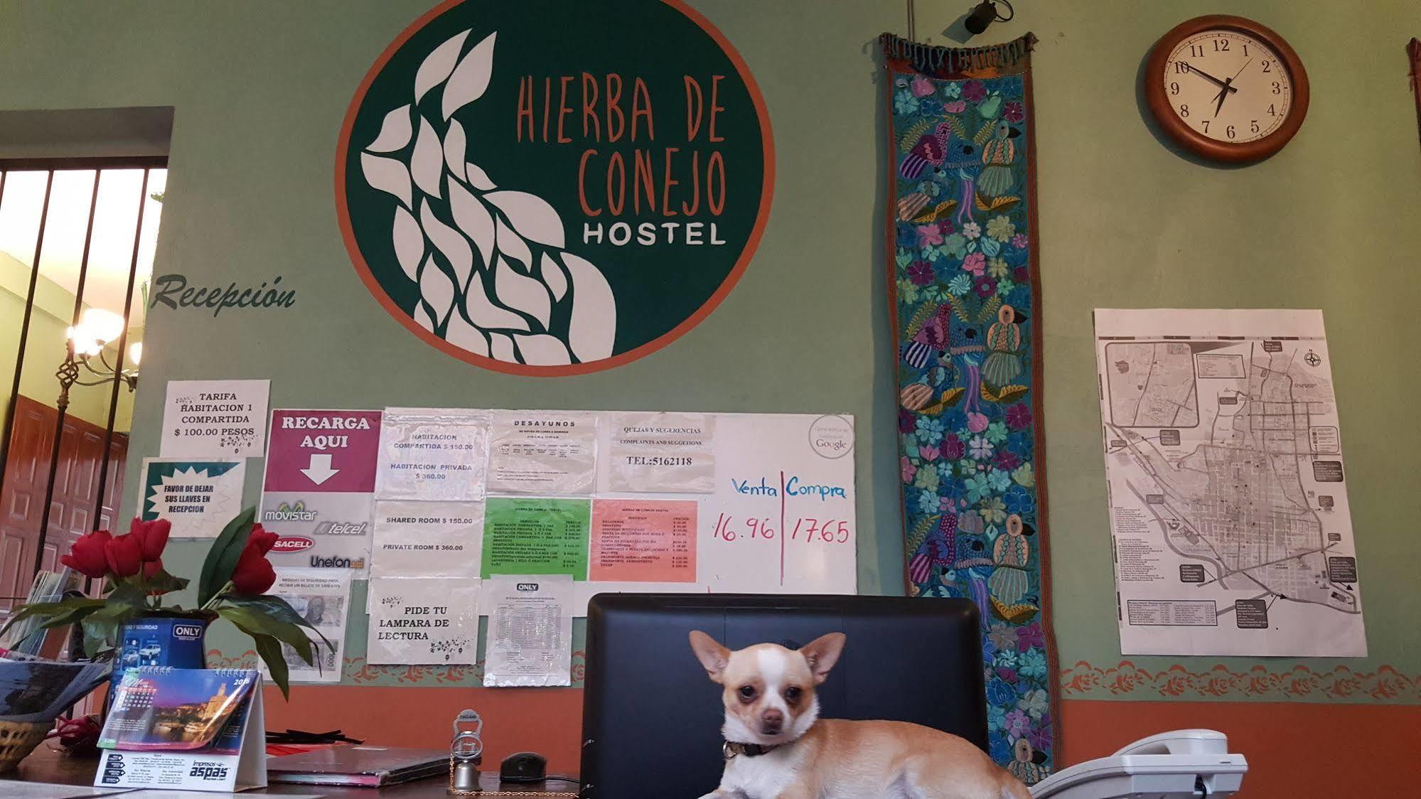 Hierba De Conejo Hostel 오아하카주 외부 사진